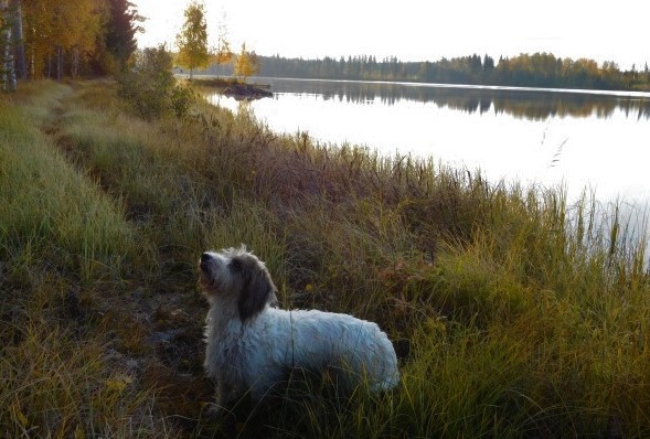 Kuva peilityynestä Haarusjärvestä ruskan väreissä. Kuvassa myös Titu-koira, joka nauttii Haarusjärven kauneudesta.