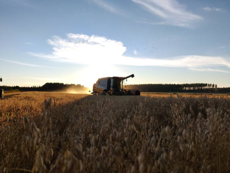 Puimuri ilta-auringossa