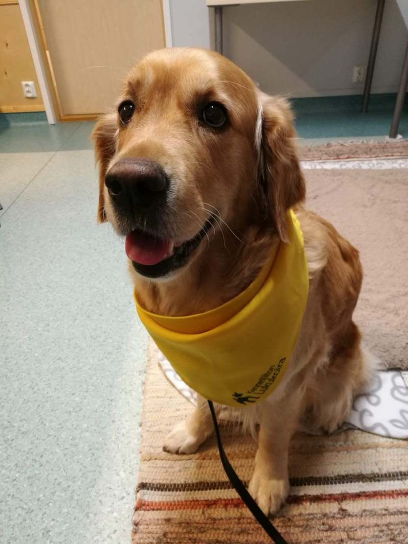 Kennelliiton lukukoira