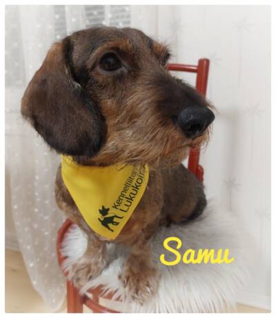 Lukukoira kaulassaan Kennelliiton lukukoiran keltainen huivi.