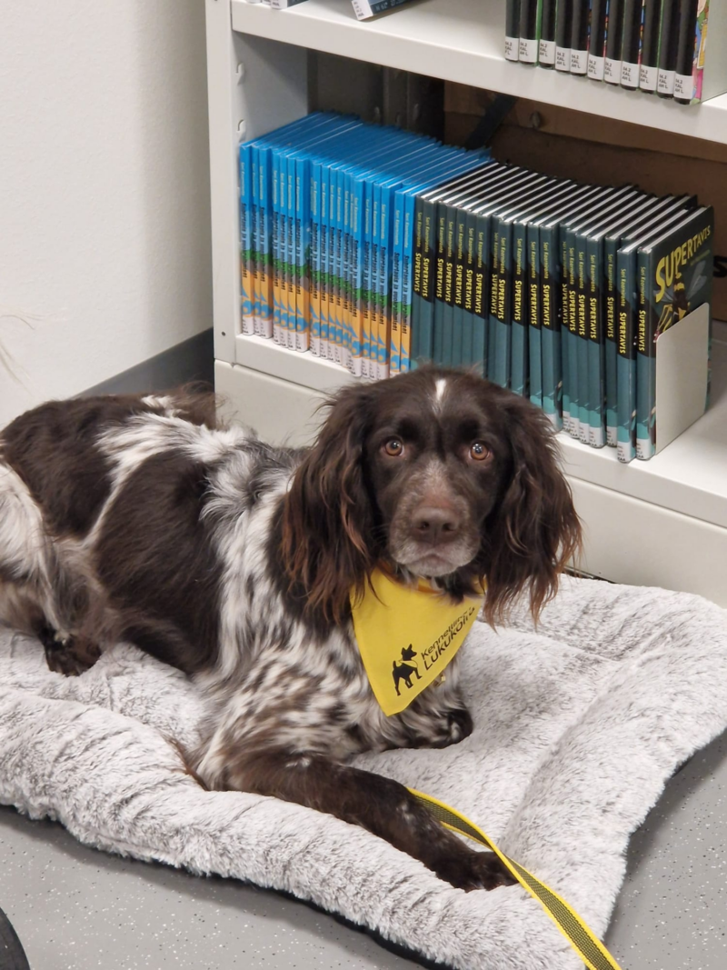 Kennelliiton lukukoira