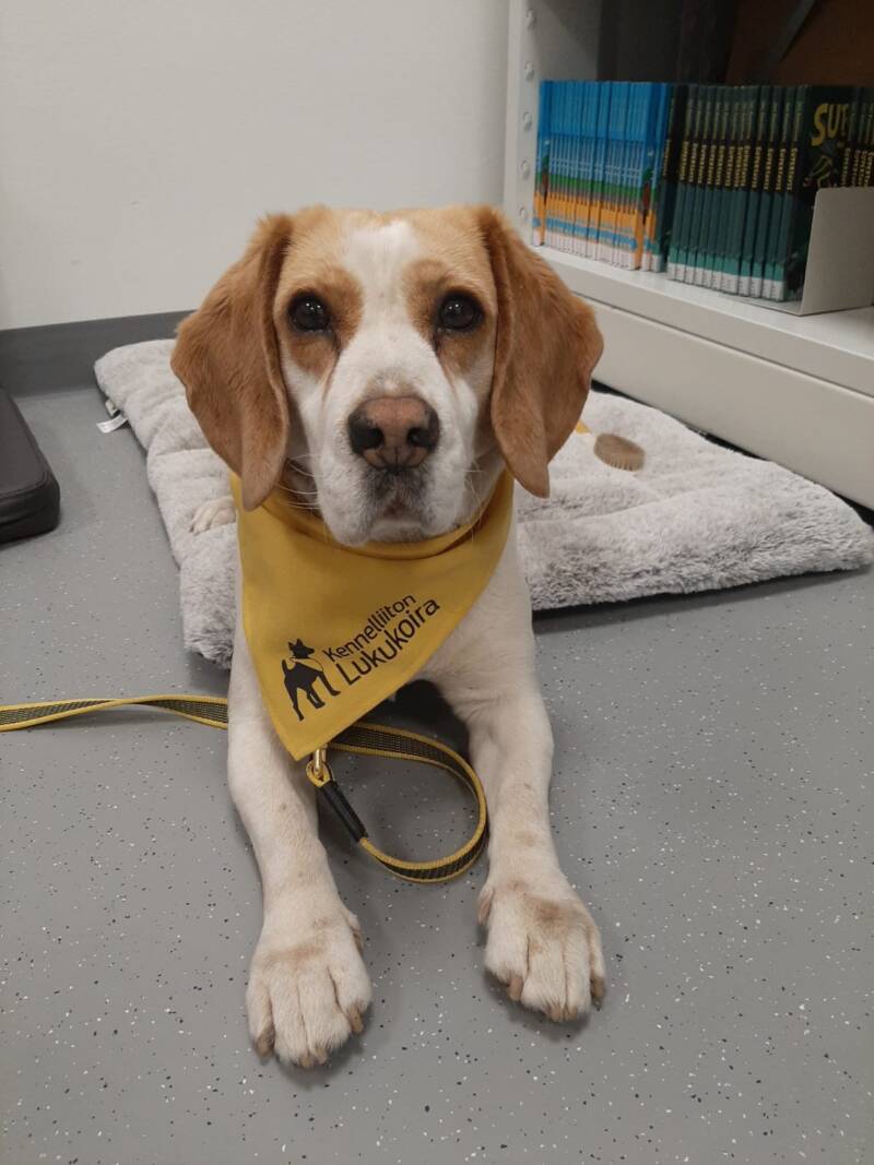 Kennelliiton lukukoira.