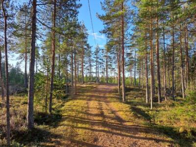 Kuntopolku mäntymetsässä